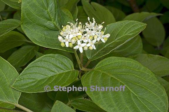 cornus sericea ssp sericea 2 graphic